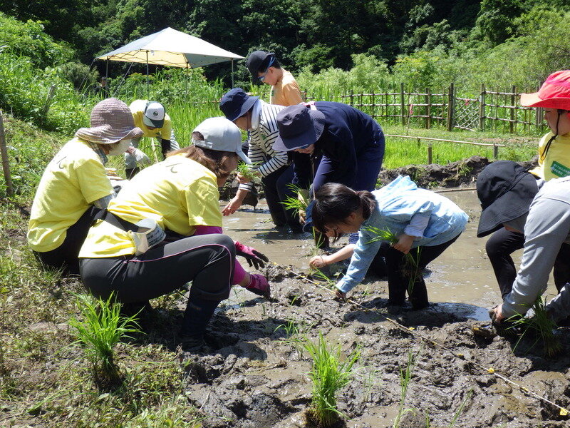 令和８年度 自然体験会「親子で田んぼ体験」開催のお知らせ