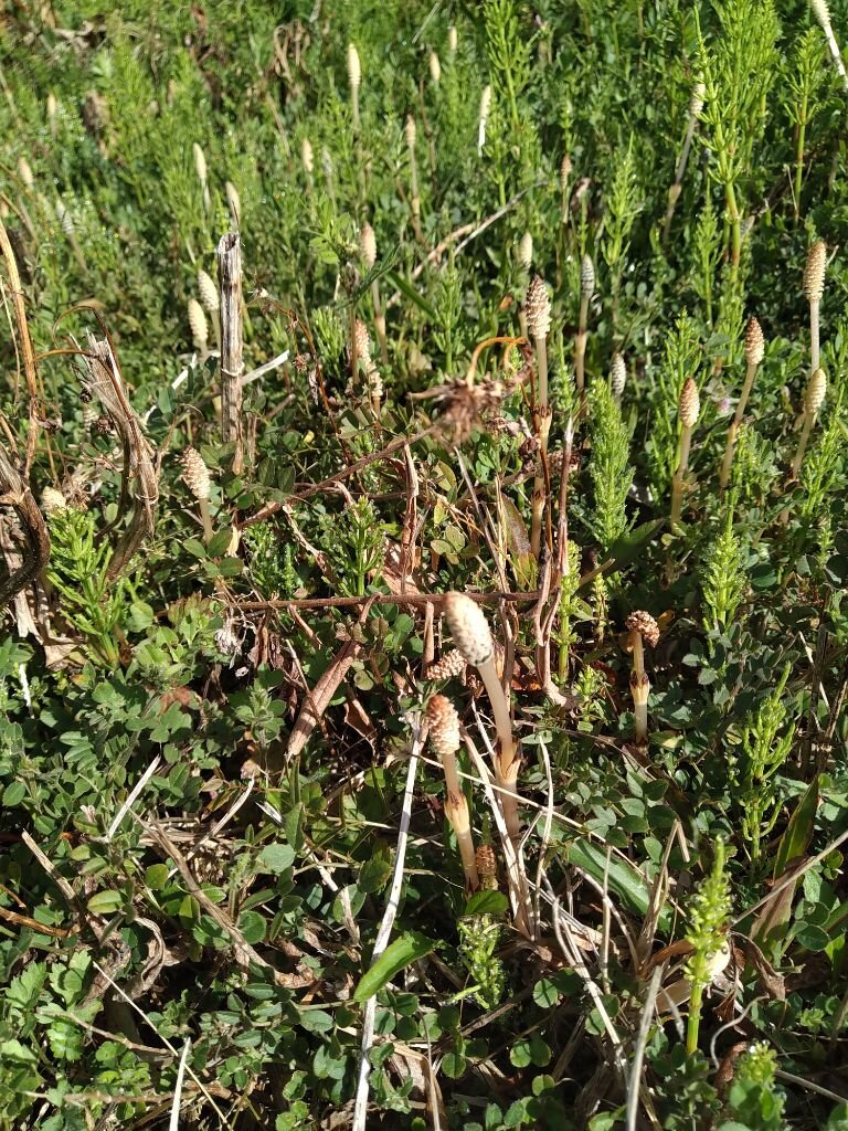 【募集】令和７年度　野比かがみ田緑地自然観察会〝春〟