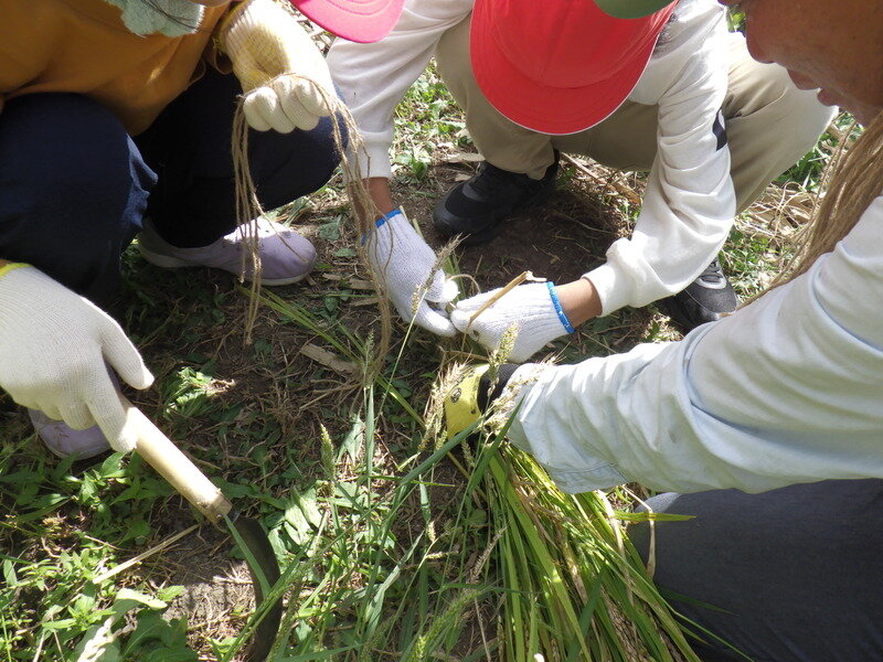 令和７年度田んぼ学校プログラム「稲刈り」