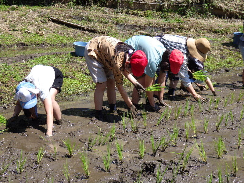 令和７年度田んぼ学校プログラム「田植え」